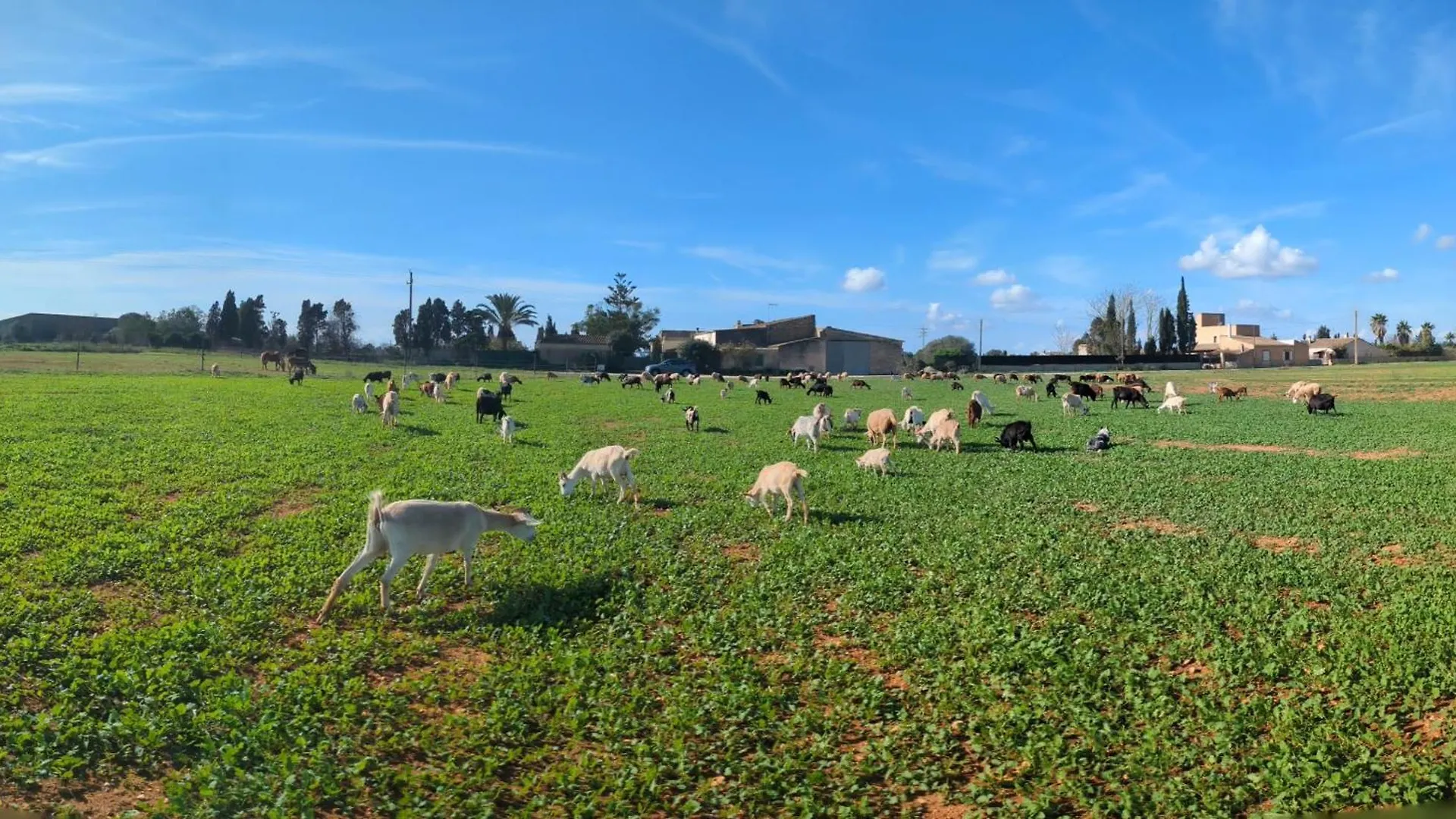 Séjour à la campagne Agroturismo Finca Sant Blai Campos  Espagne